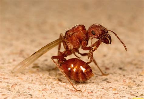 Western Harvester Ant Mating Flight (Pogonomyrmex occidentalis) - A ...