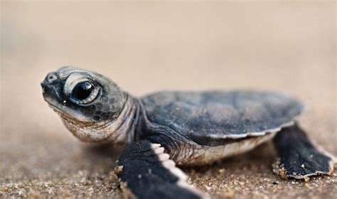 Baby Turtle Best Wallpaper 19116 - Baltana