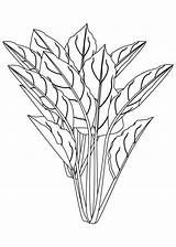 Spinach Vegetable Coloring Page  Free Printable Pages For Kids sketch template