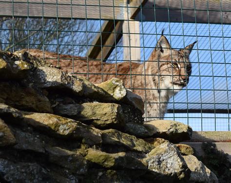 Mablethorpe Seal Sanctuary and Wildlife Centre | The Eurasia… | Flickr