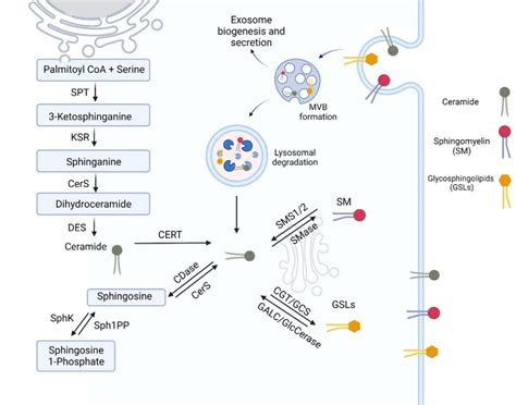 Sphingolipid (SL) metabolism showing de novo ceramide synthesis at the... | Download Scientific ...