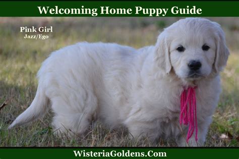 Welcoming Home your new English Cream Golden Retriever Puppy - Wisteria Goldens