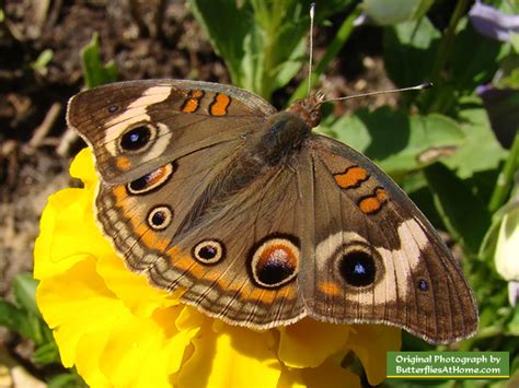 Common Buckeye Butterfly, photos, size, characteristics, host plants ...