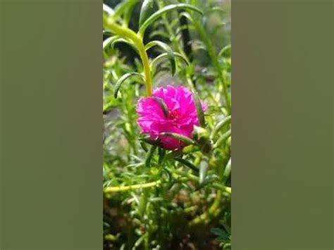 khubsurat flowers - YouTube