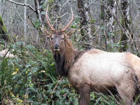 Bull Elk Free Stock Photo - Public Domain Pictures