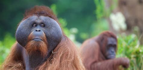 Your Visit | Dublin Zoo