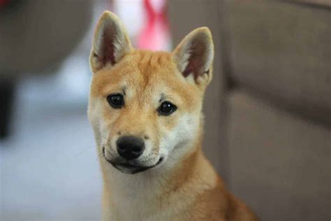 11 Things You Should Know About the Shiba Inu | Your Dog Advisor