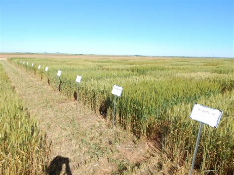 2016 Uniform Wheat Variety Trial Results for Rolling Plains of Texas ...