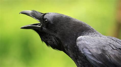 Smarter than the average 4-year-old? Raven intelligence at heart of new study | CBC News