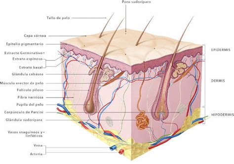 Sistema Tegumentario | Características y Funciones en el Cuerpo Humano