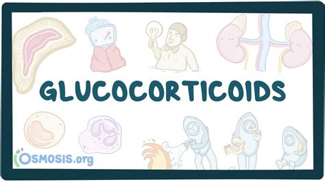 Glucocorticoids: Video, Causes, & Meaning | Osmosis