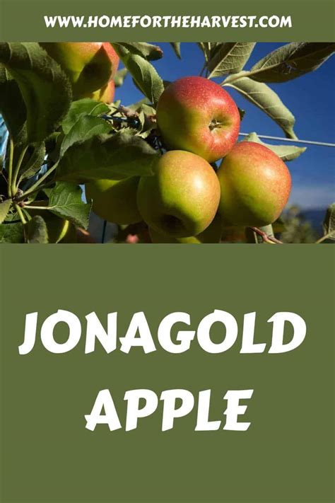 Jonagold apple 🍏 💛 A juicy blend of flavor, texture, and uses!