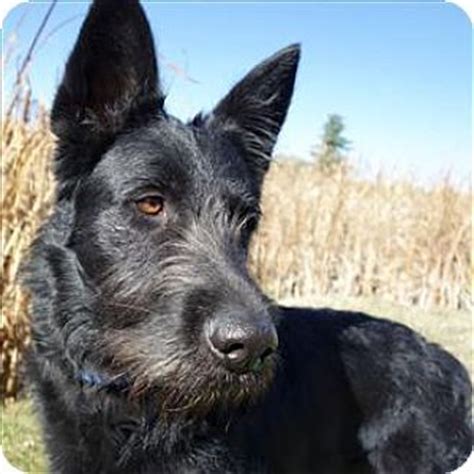 Golden, CO - Schnauzer (Giant)/German Shepherd Dog Mix. Meet Kimbo, a dog for adoption. http ...