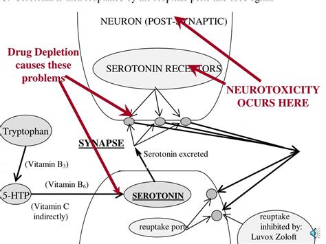 PPT - NEUROTOXICITY OF NEURONS PowerPoint Presentation, free download - ID:6593