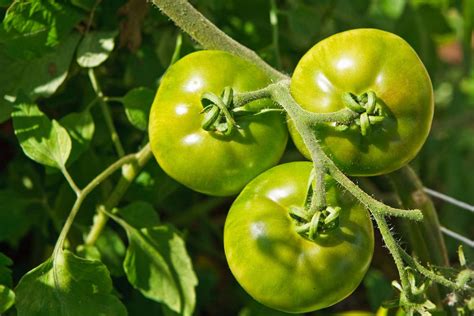 How To Ripen Green Tomatoes | Noodls