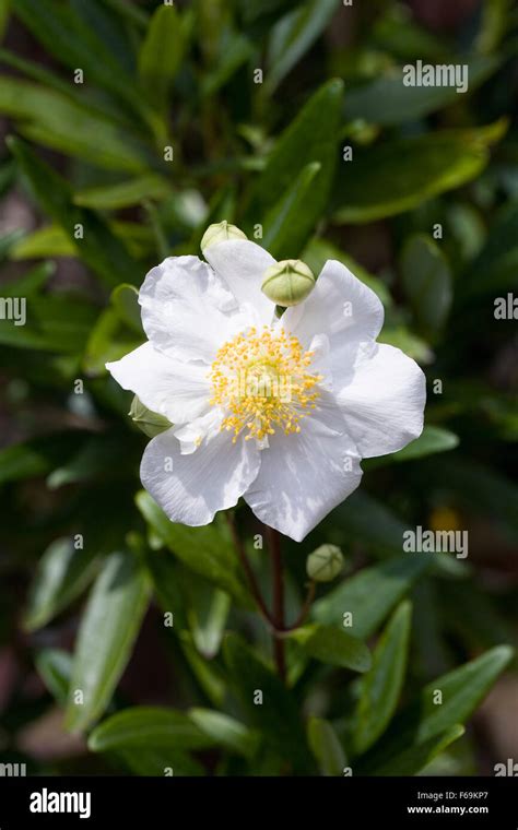 Carpenteria californica 'Elizabeth' flower Stock Photo - Alamy