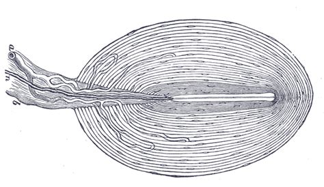 Weekly Anatomy - Pacinian Corpuscle | Pulse Biology