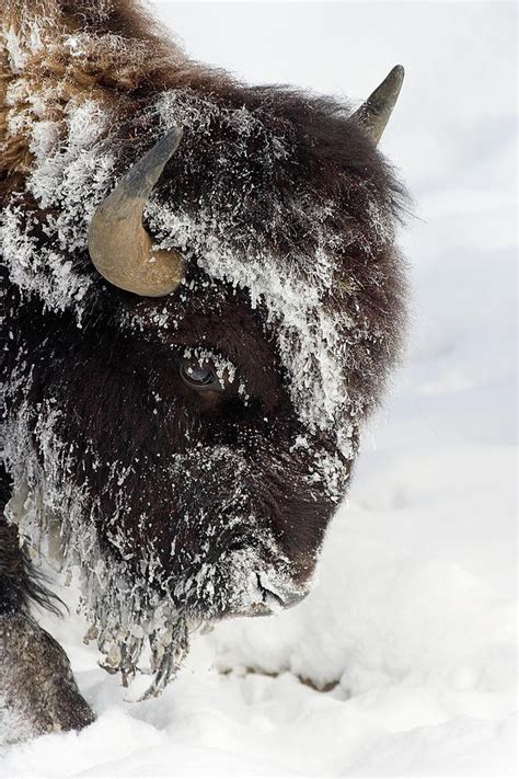 Buffalo In Winter In Yellowstone by J. L. "woody" Wooden