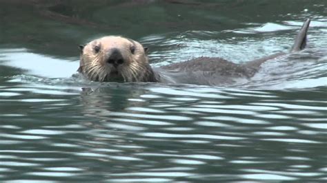 Sea Otter Spanish Translation