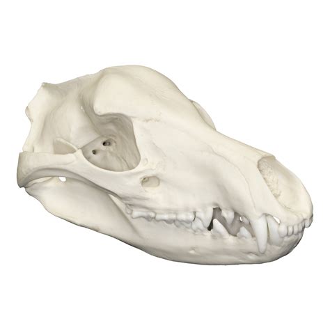 Replica Tasmanian Wolf Skull – Skulls Unlimited International, Inc.