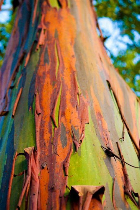 Rainbow eucalyptus | Rainbow eucalyptus tree