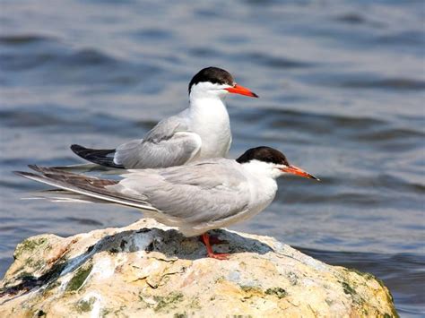 Arctic Tern Bird Facts (Sterna paradisaea) | Bird Fact