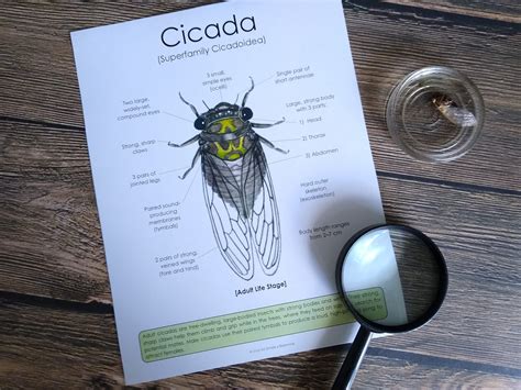 Cicada Anatomy Pack Homeschool Printable Nature Study | Etsy