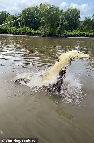 Wild moment hungry crocodiles fight in the Adelaide river in the ...