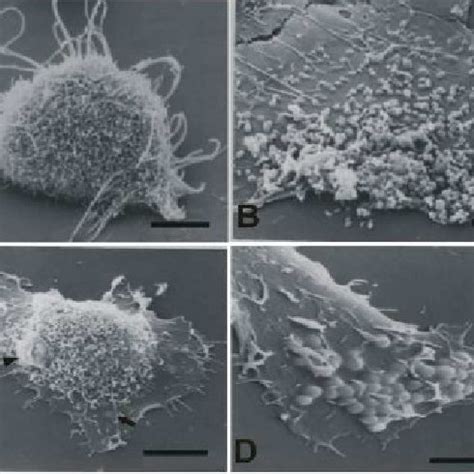 Kinetic of adherence of Ureaplasma parvum serotype 3 to A549 cell. (A)... | Download Scientific ...