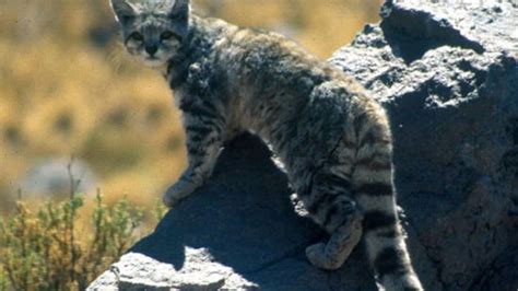 8 Obscure but Adorable Wildcat Species | Mental Floss