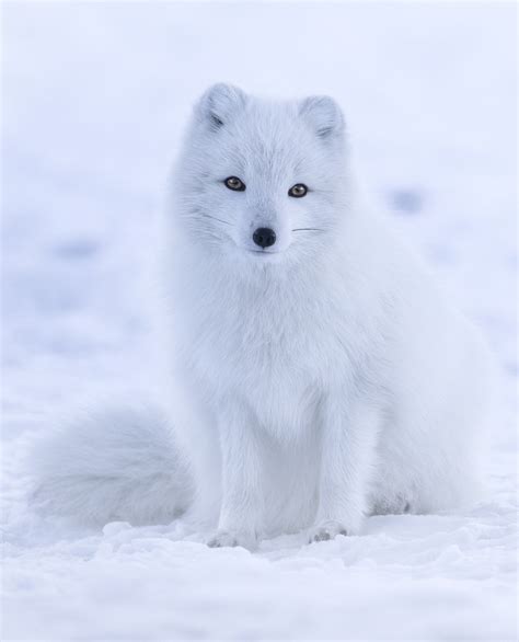 Arctic fox - Wikipedia