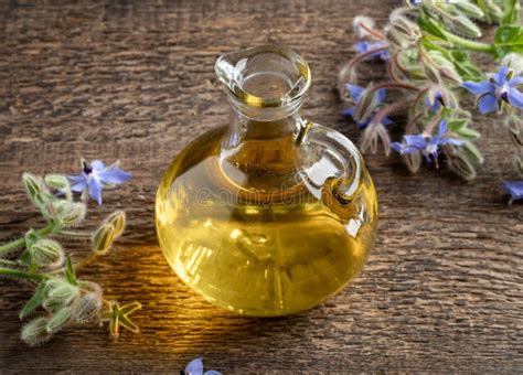 Borage oil in a glass jug stock photo. Image of healthy - 189371848