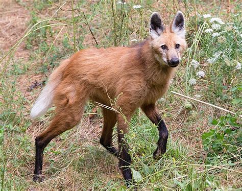 Chrysocyon brachyurus - Monaco Nature Encyclopedia