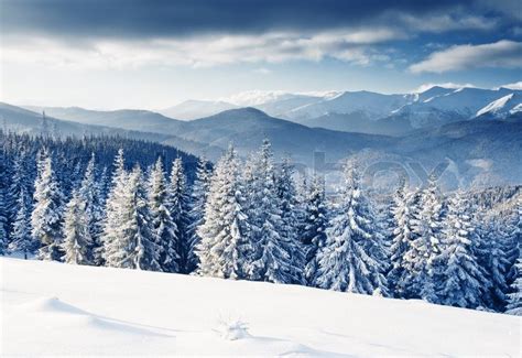 Beautiful winter landscape with snow covered trees | Stock Photo ...