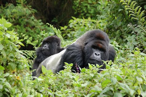 Gorillas in Bwindi | Rwanda Gorilla Tour