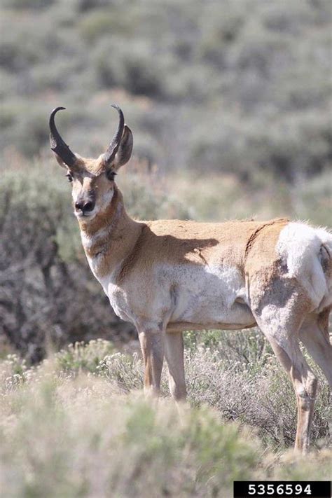 pronghorn antelope (Antilocapra americana)