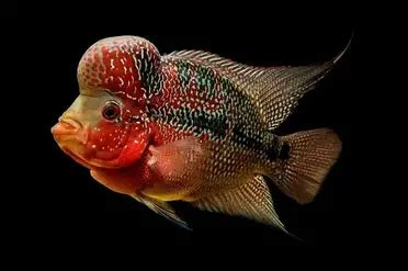 Different Types Of Flowerhorn Cichlid