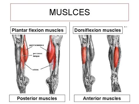 THE ANKLE AND FOOT MUSLCES Plantar flexion muscles