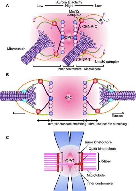 Regulatory mechanisms of kinetochore–microtubule interaction in mitosis | SpringerLink