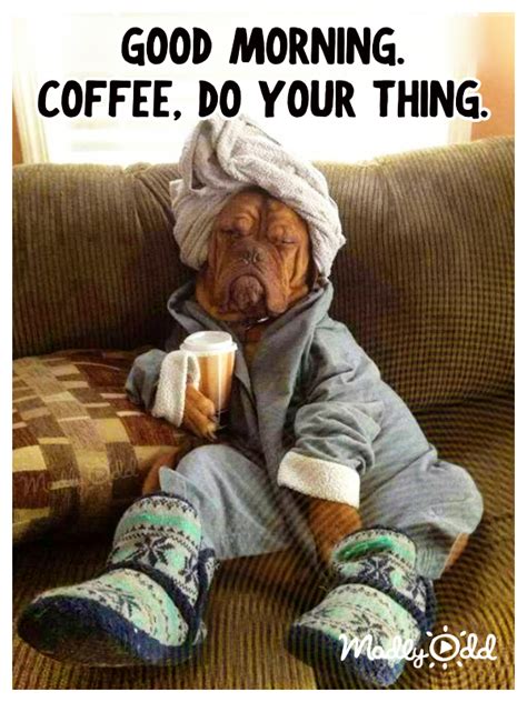 Good Morning Coffee | Funny animal memes, Funny pictures, Good morning funny