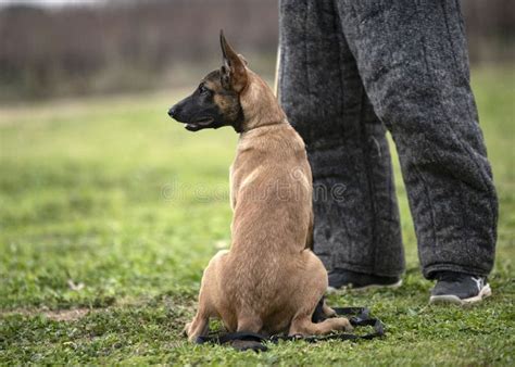 Training of Belgian Shepherd Stock Photo - Image of guard, leash: 237092826