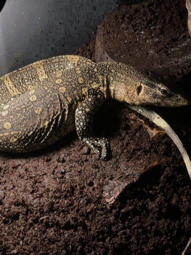 Monitor Lizard Diet | Wiki | Reptiles Amino