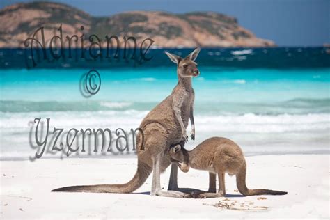 Lucky Bay, Esperance, Western Australia Save Nature, Wild Nature, Wildlife Photography, Animal ...