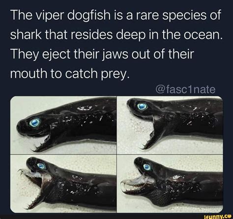 The viper dogfish is a rare species of shark that resides deep in the ocean. They eject their ...