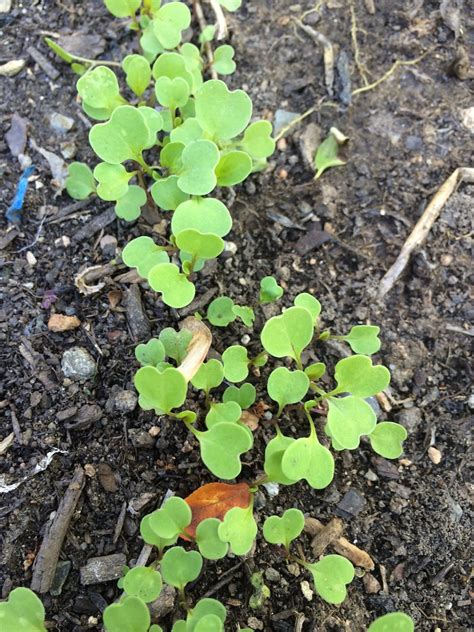 Fenton Friday: Arugula Seedlings Up