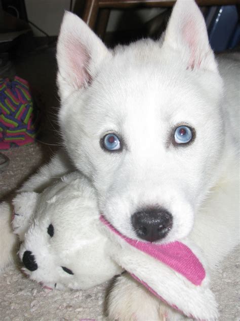 Siberian Husky | White siberian husky, Siberian husky, Husky puppy