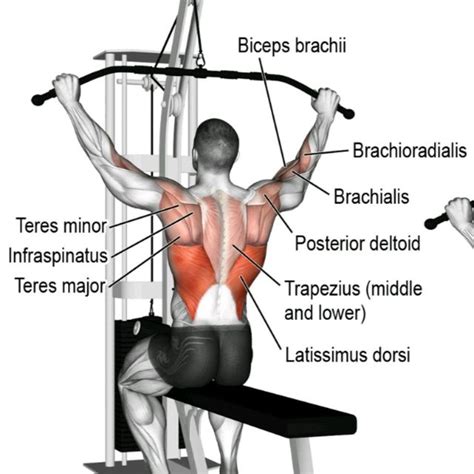 Pronated Pulldown: Target Your Lats & Upper Back Effectively – Fitness Volt