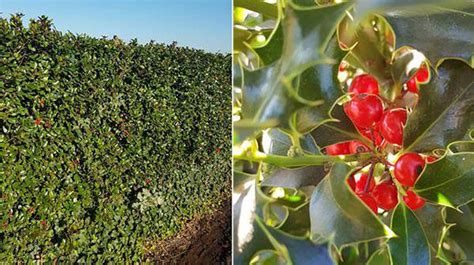 Holly Varieties UK. Ilex Varieties. Types of Holly. Selection of Hollies