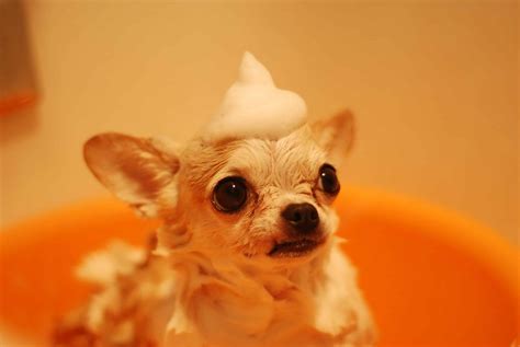 10 Best Dog Shampoos for Itchy Skin & Allergies - Paoli Vetcare