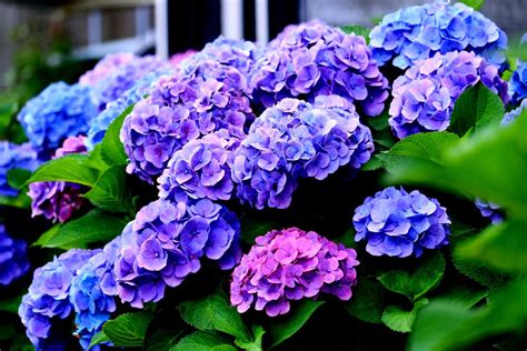 14 Gorgeous Dwarf Hydrangea Varieties Perfect For Small Spaces - Mich ...